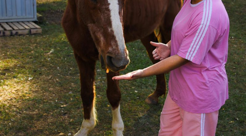 Foto mostra uma jovem do sexo feminino, trajando roupas rosas entregando pedaços de cenoura para um cavalo. O animal está próximo dela, tem uma listra branca em seu focinho é de cor marrom claro.