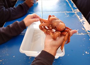 Fotografia retrata adolescente segurando um carangueijo durante palestra sobre biologia marinha. O animal está imóvel e tem coloração avermelhada