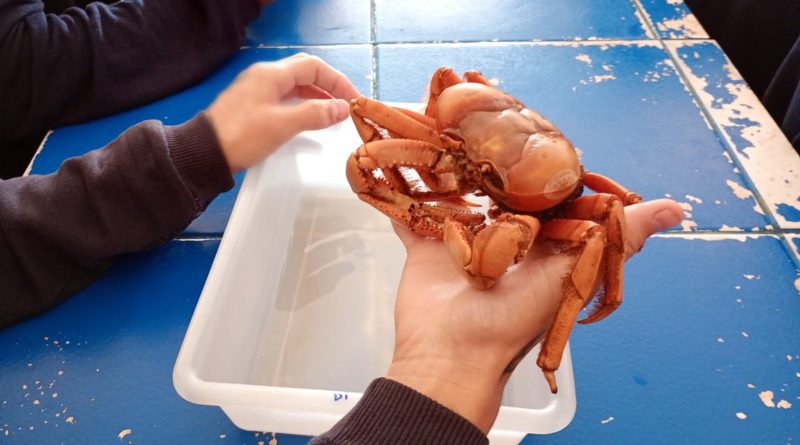 Fotografia retrata adolescente segurando um carangueijo durante palestra sobre biologia marinha. O animal está imóvel e tem coloração avermelhada